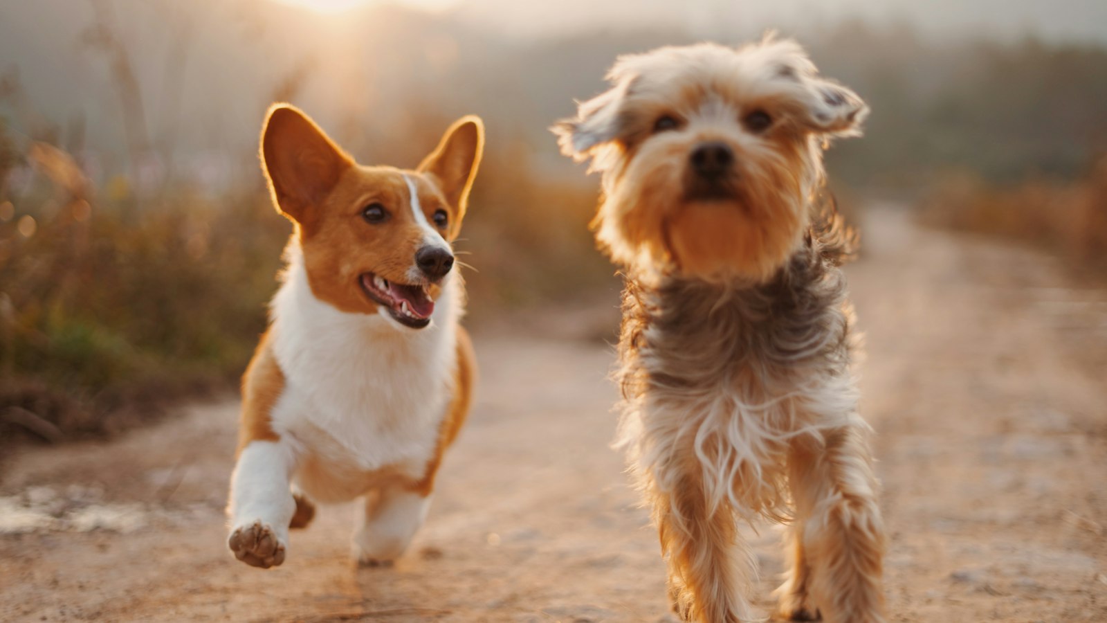 Corgi corriendo por un camino